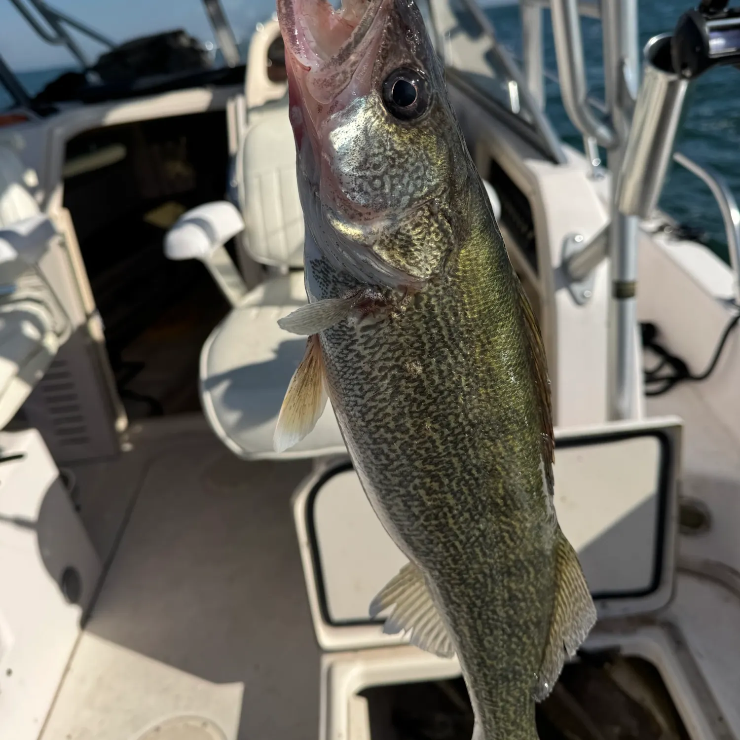 Walleye caught on Fishbrain