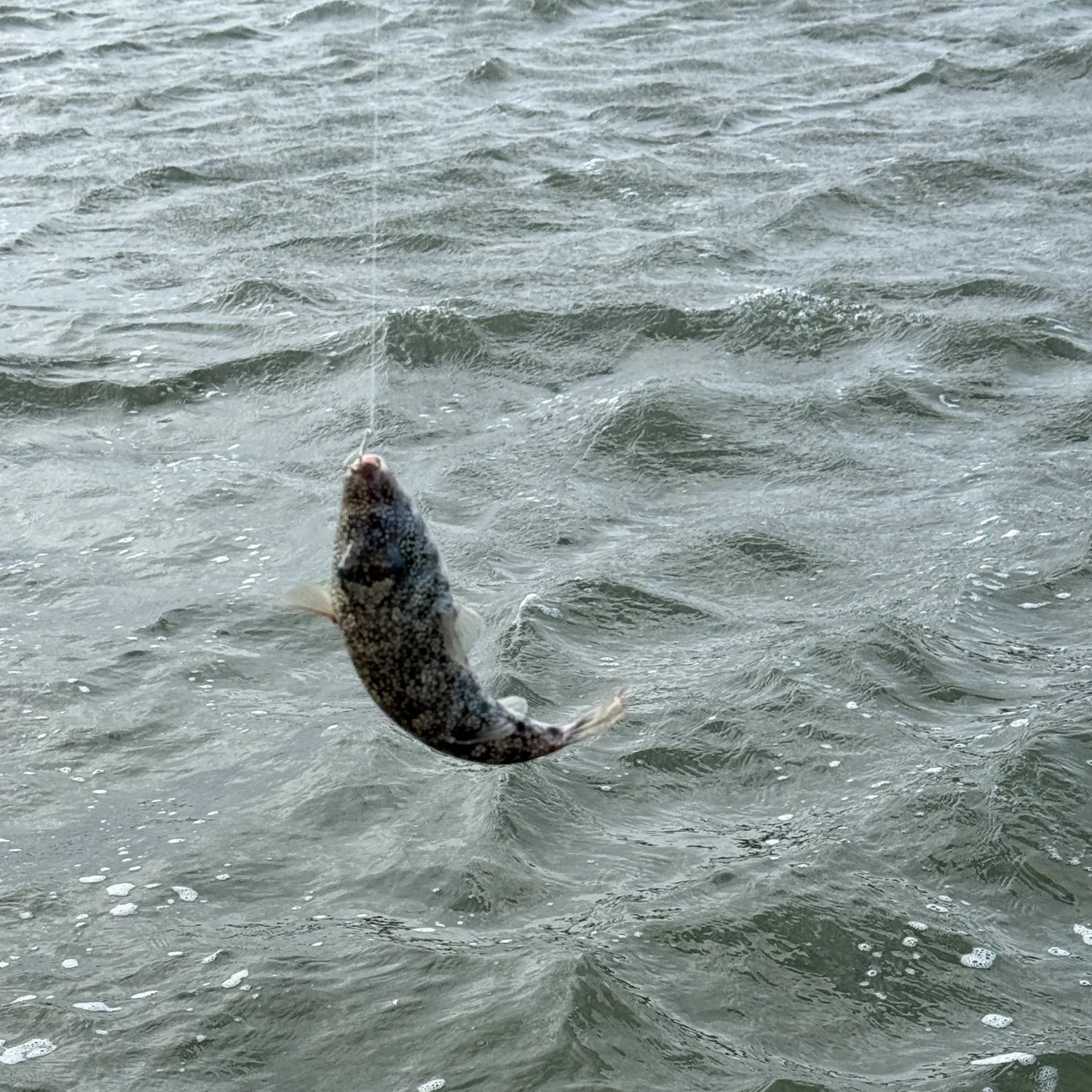 The most recent Spider-eye puffer catches on Fishbrain