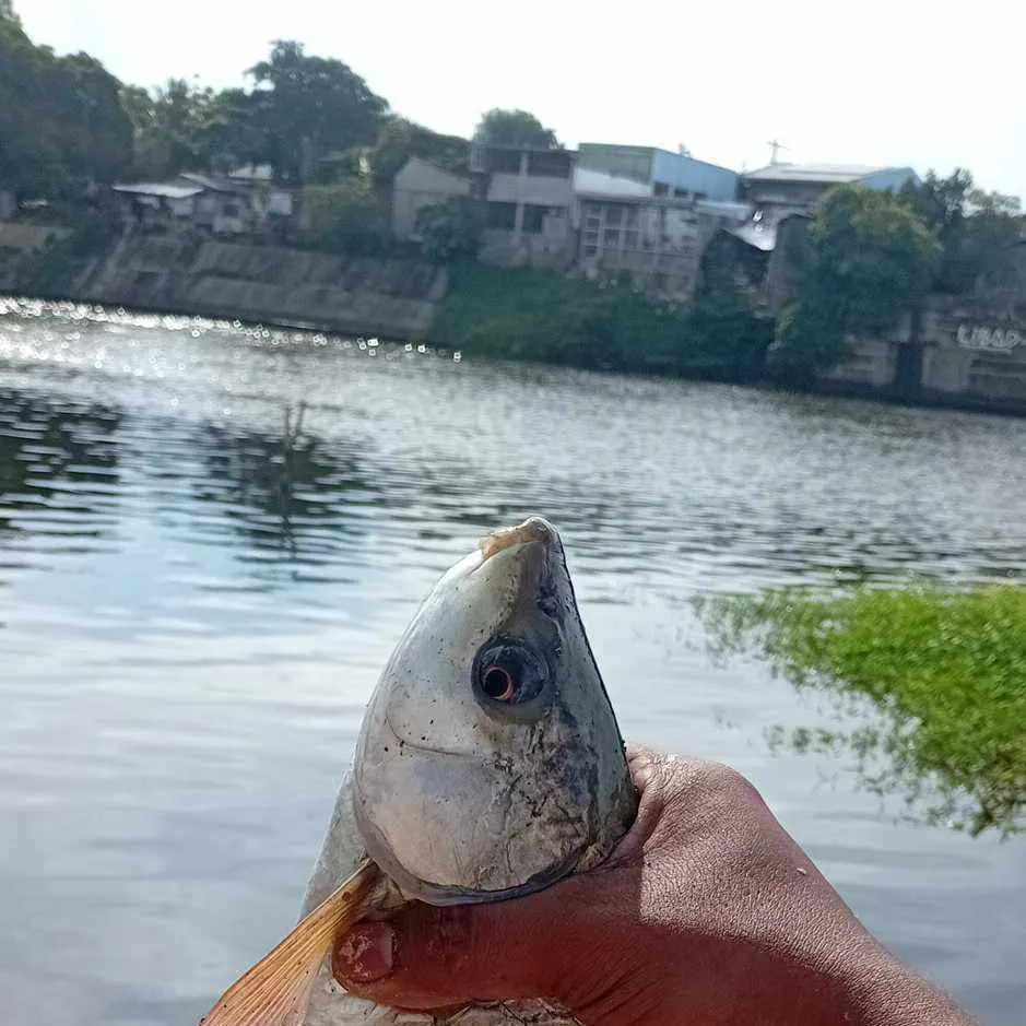 The most recent Rohu carp catches on Fishbrain