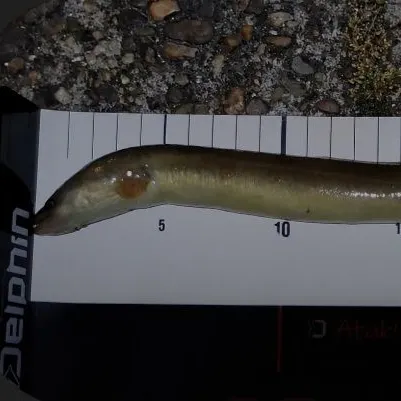The most recent European eel catches on Fishbrain