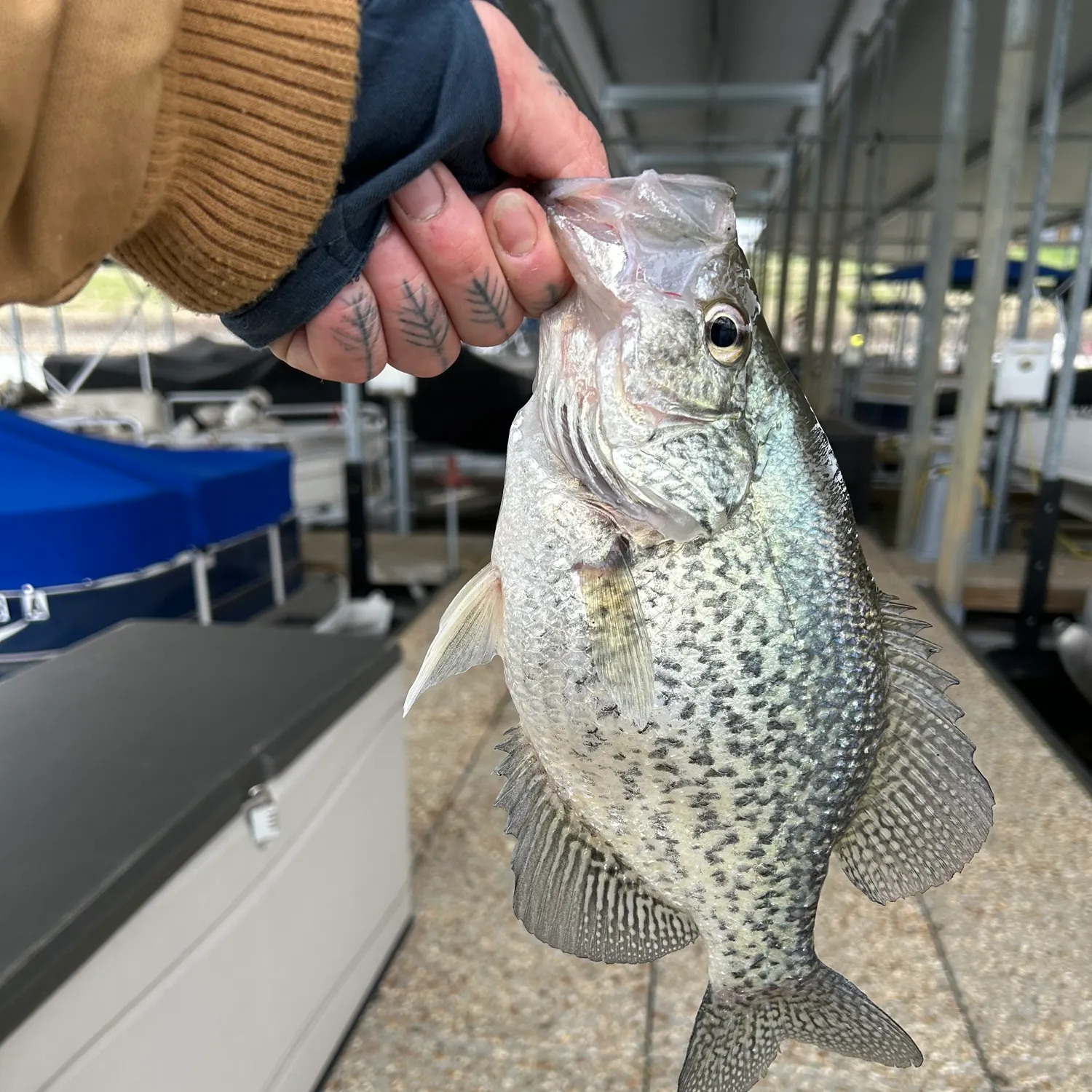 recently logged catches