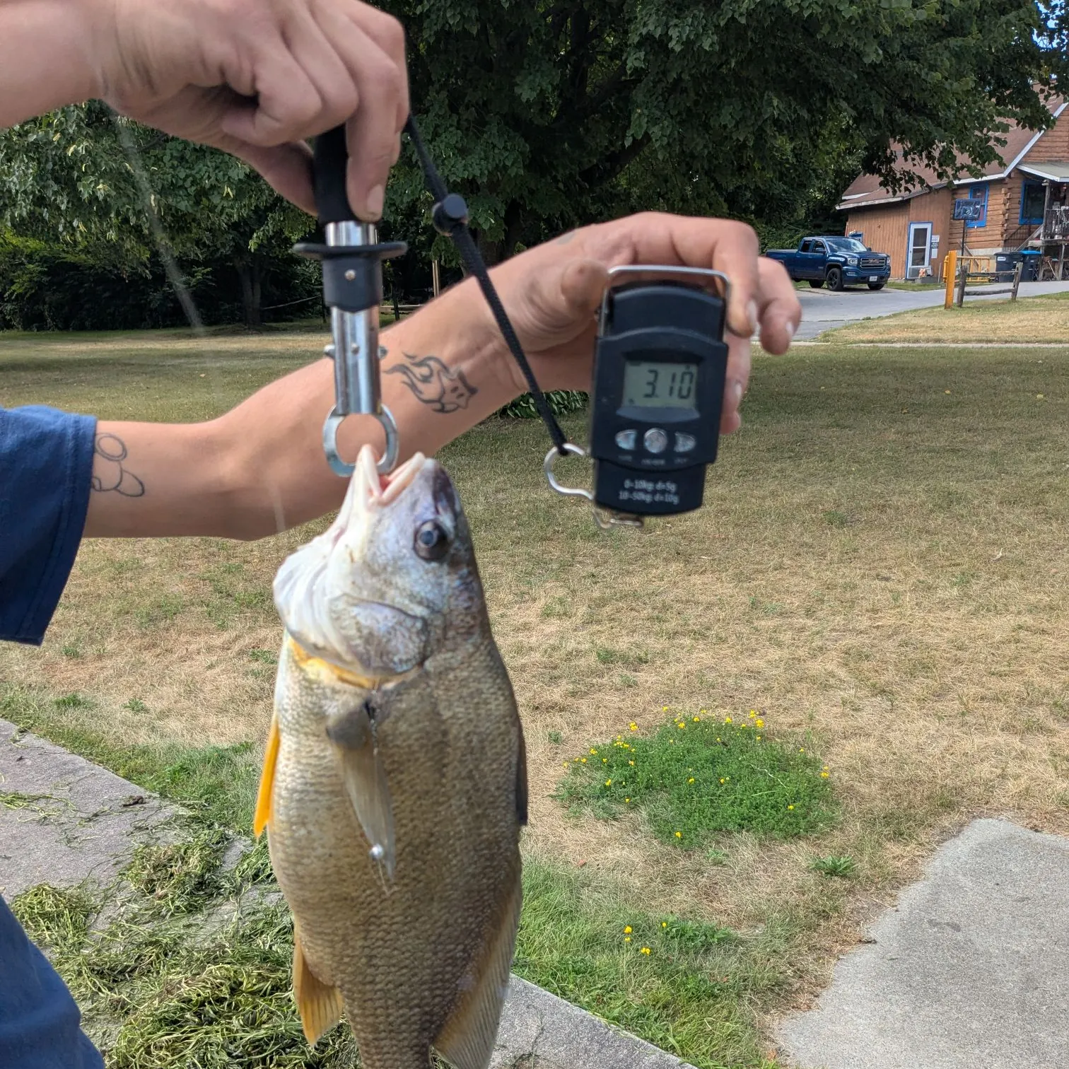 recently logged catches