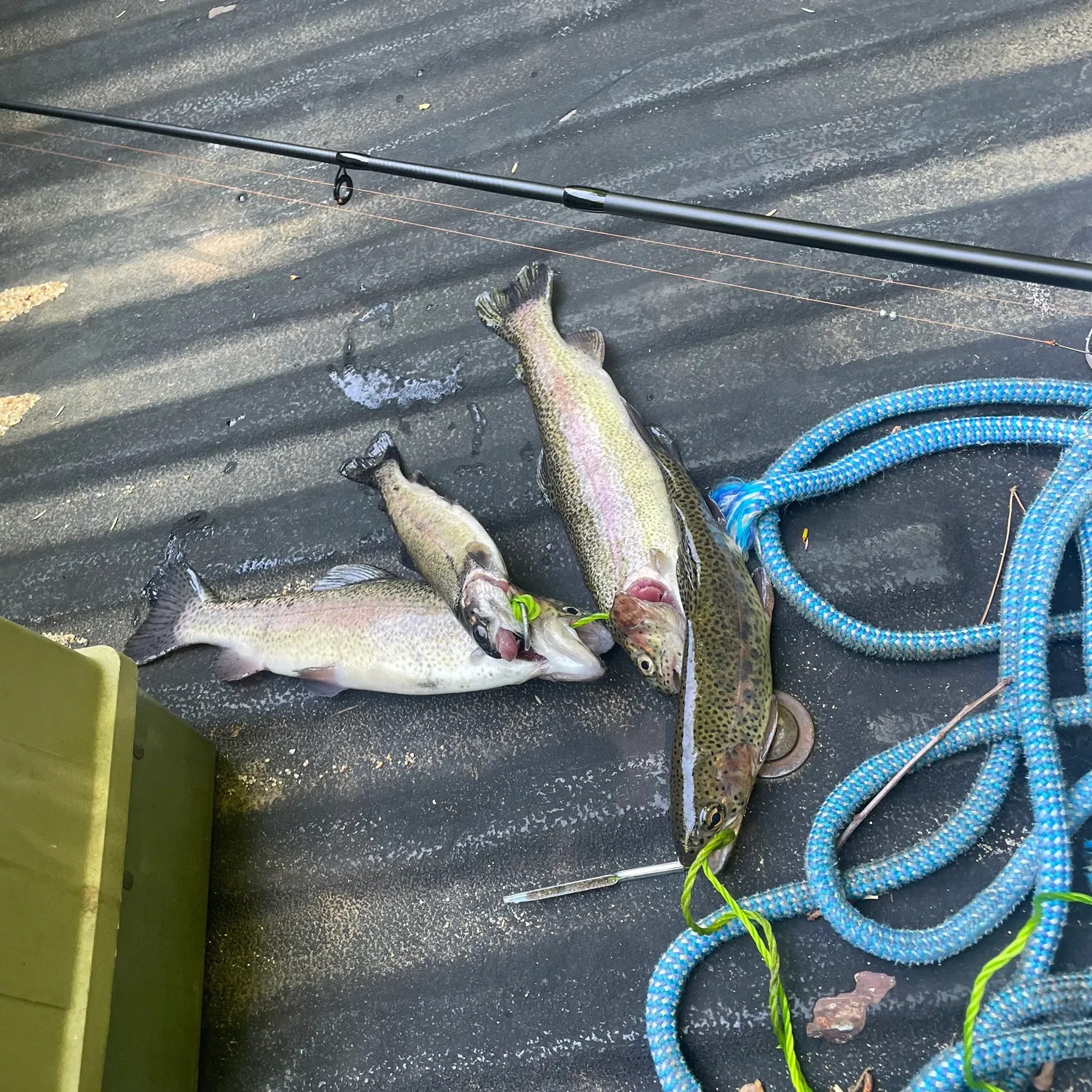 recently logged catches