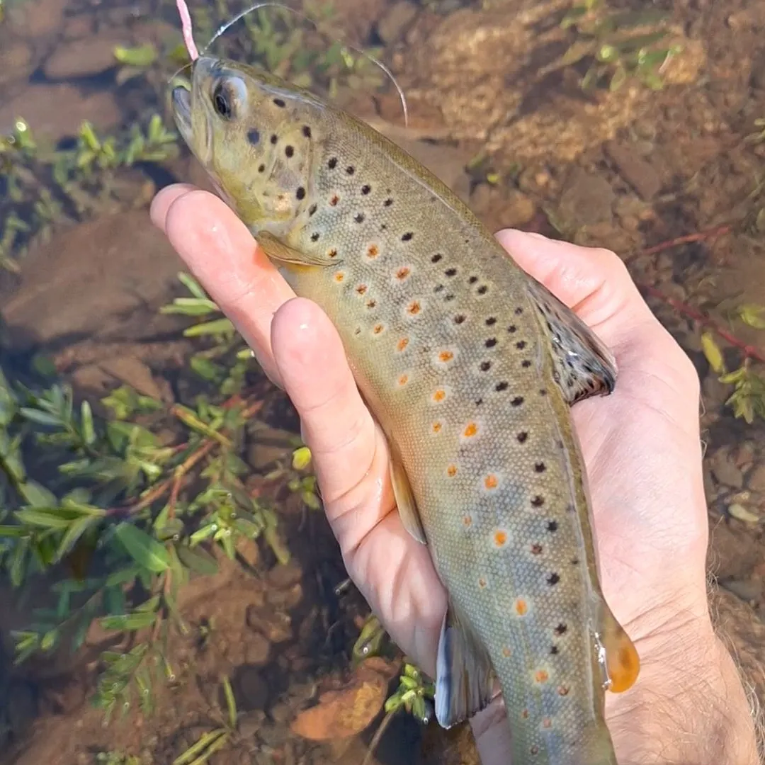 Brown trout caught on Fishbrain