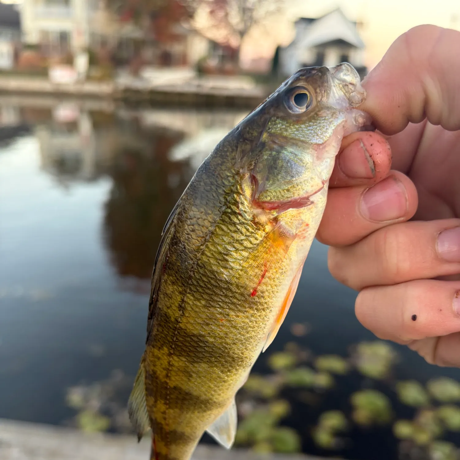 catch