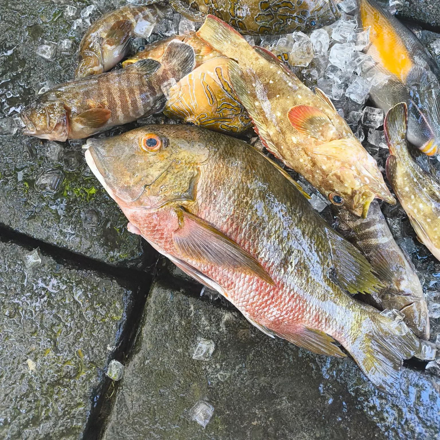 The most recent Starry grouper catches on Fishbrain