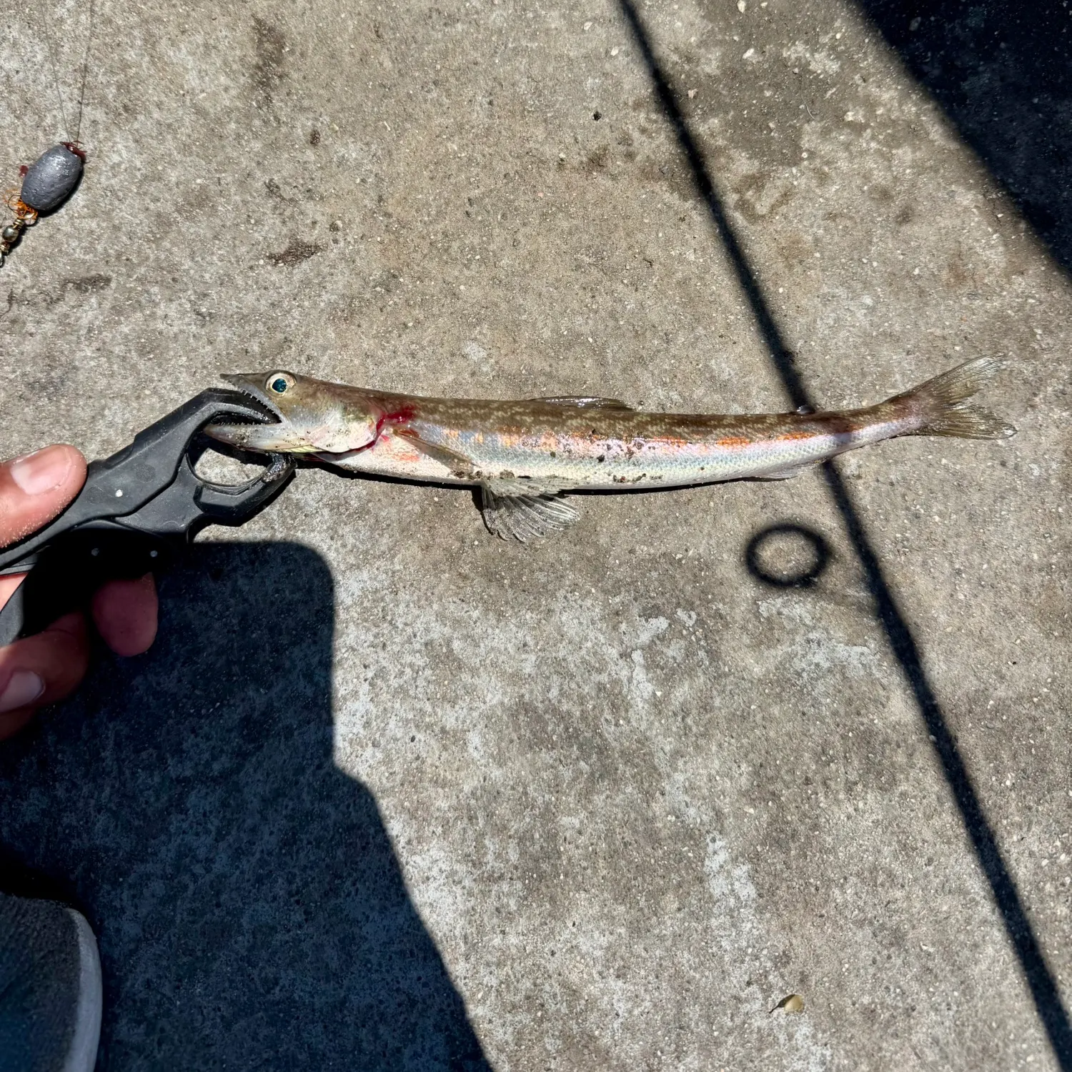 catch