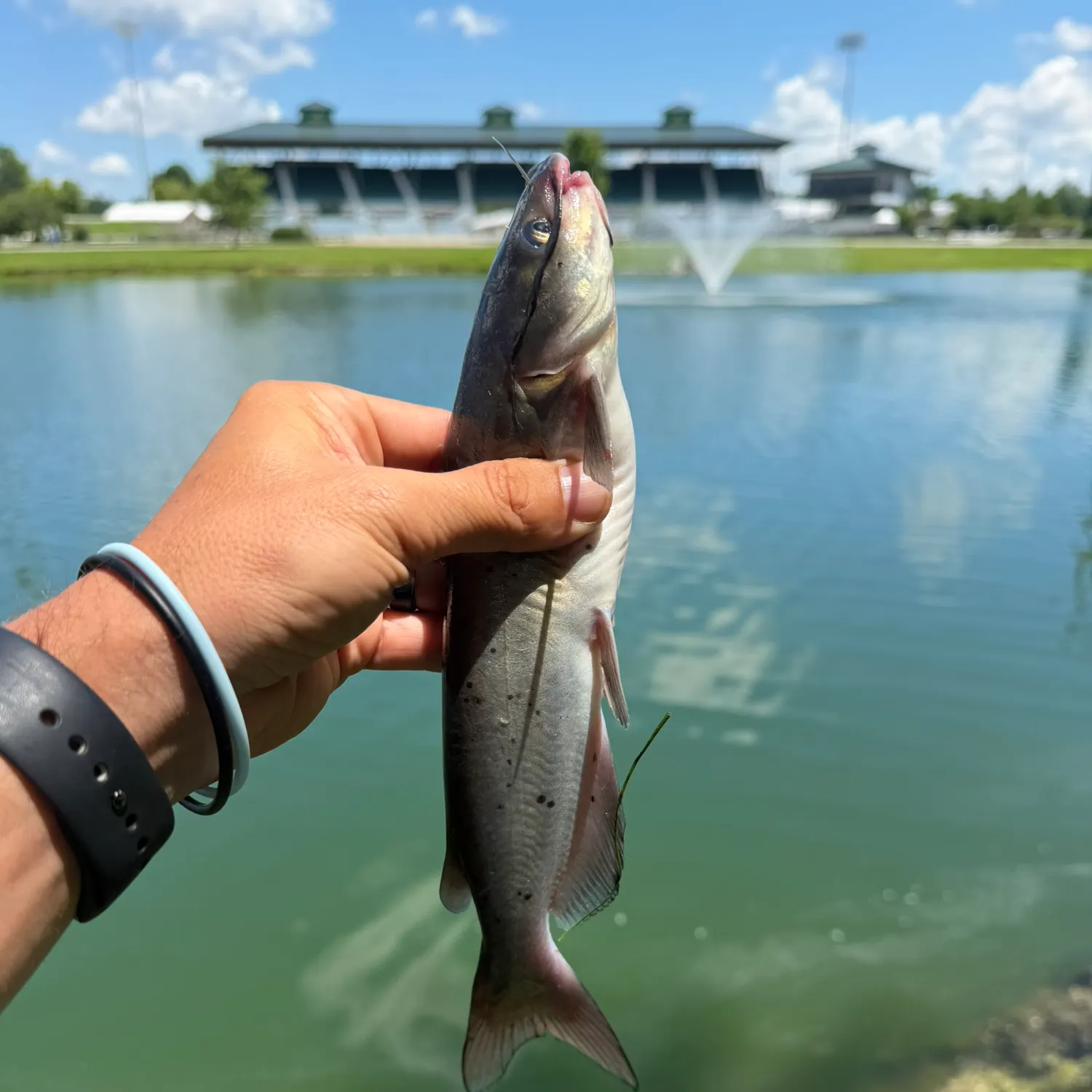 catch