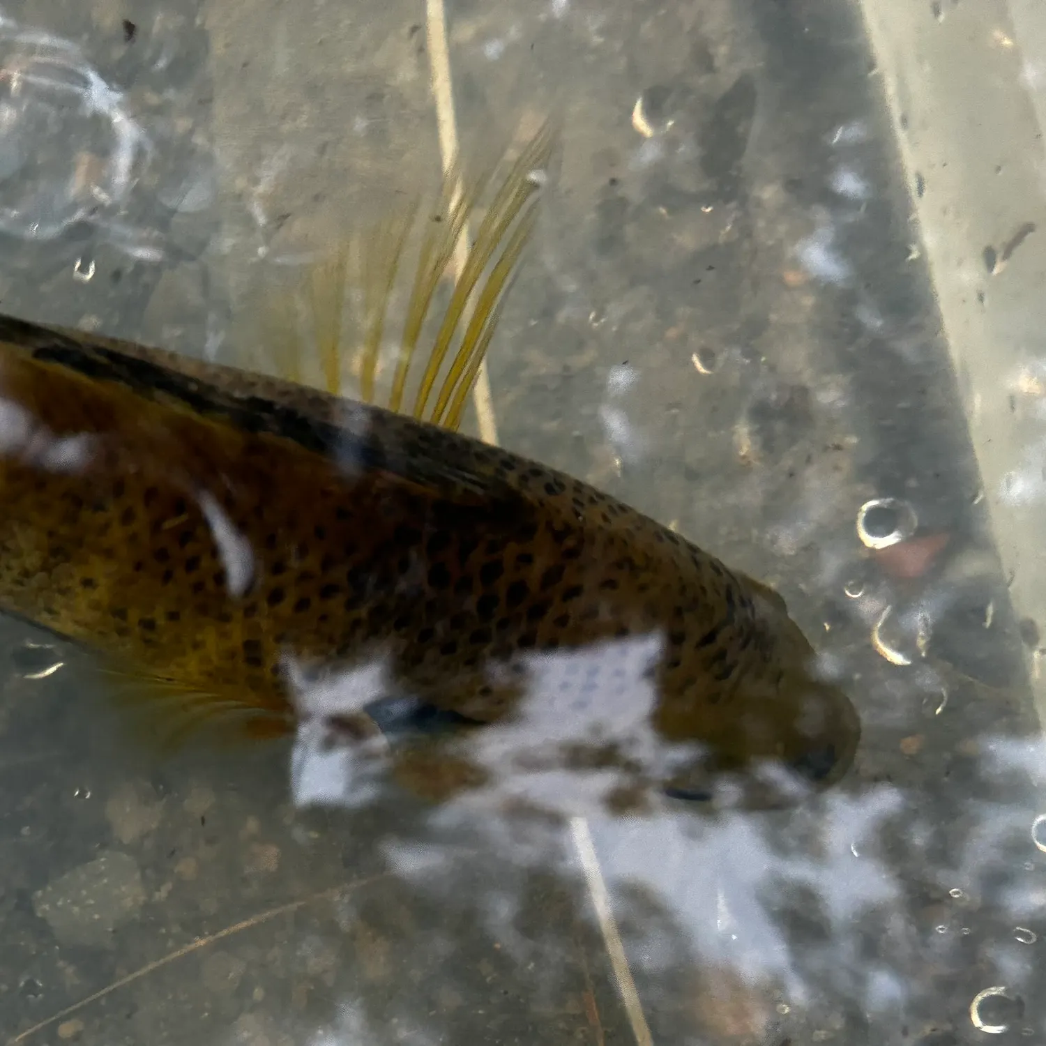Bluegill caught on Fishbrain