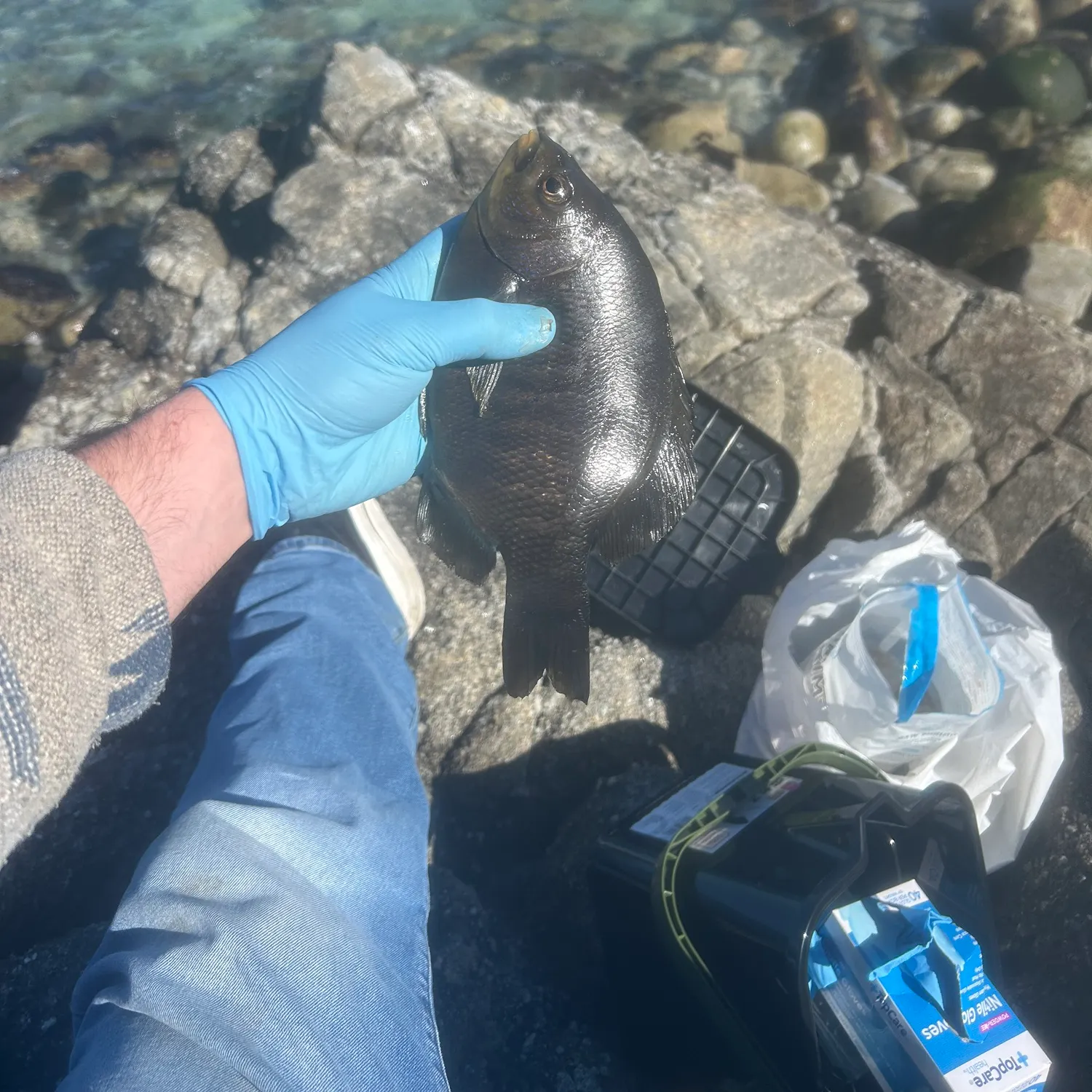 The most recent Striped seaperch catches on Fishbrain