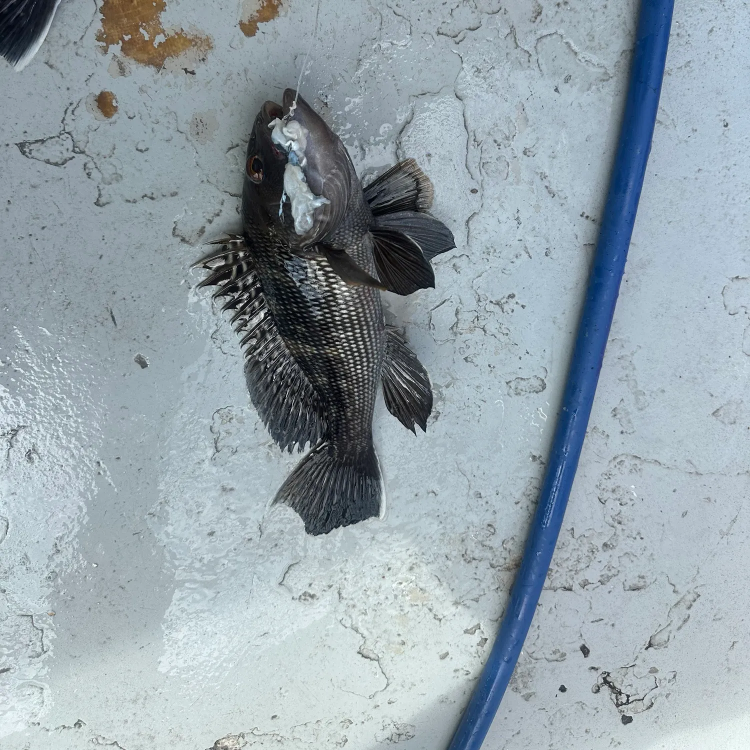 Black sea bass caught on Fishbrain