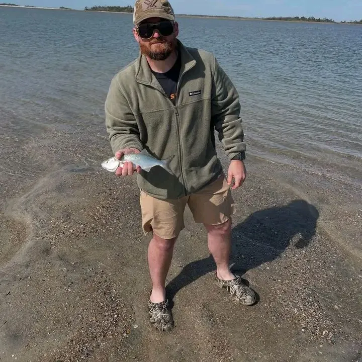 The most recent Smallspotted dart catches on Fishbrain