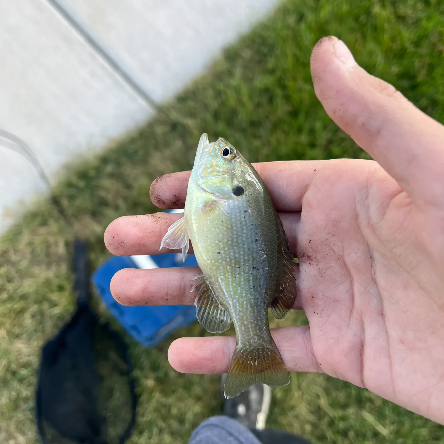 Greengill hybrid caught on Fishbrain