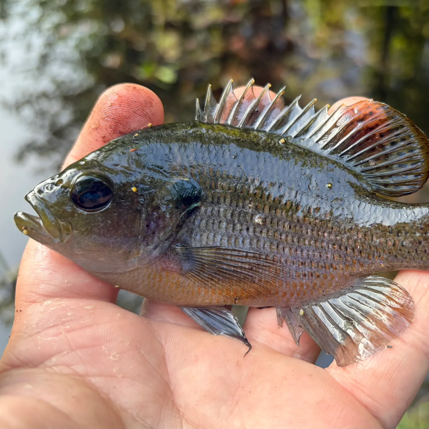The most recent Spotted sunfish catches on Fishbrain