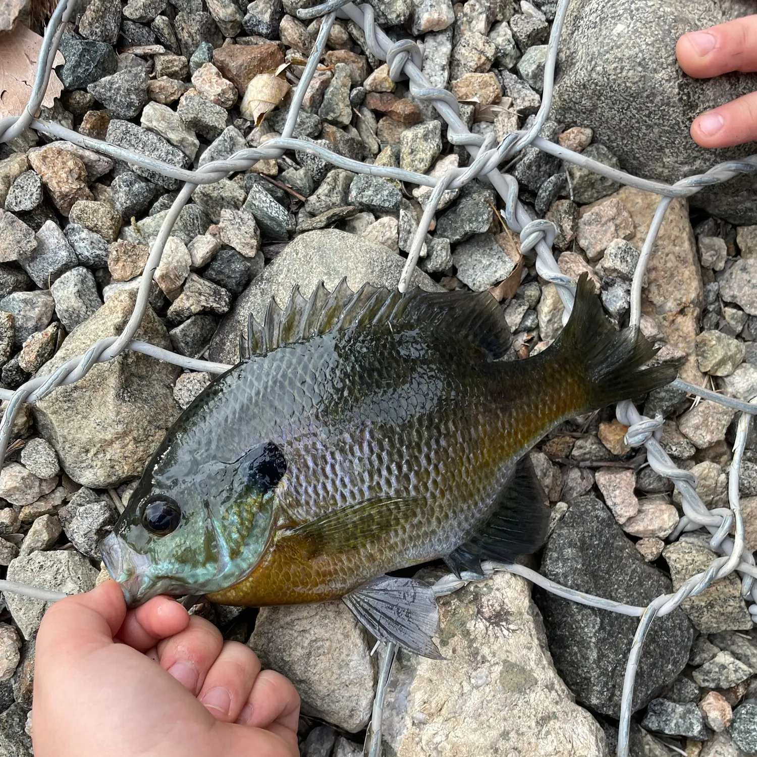 Bluegill caught on Fishbrain
