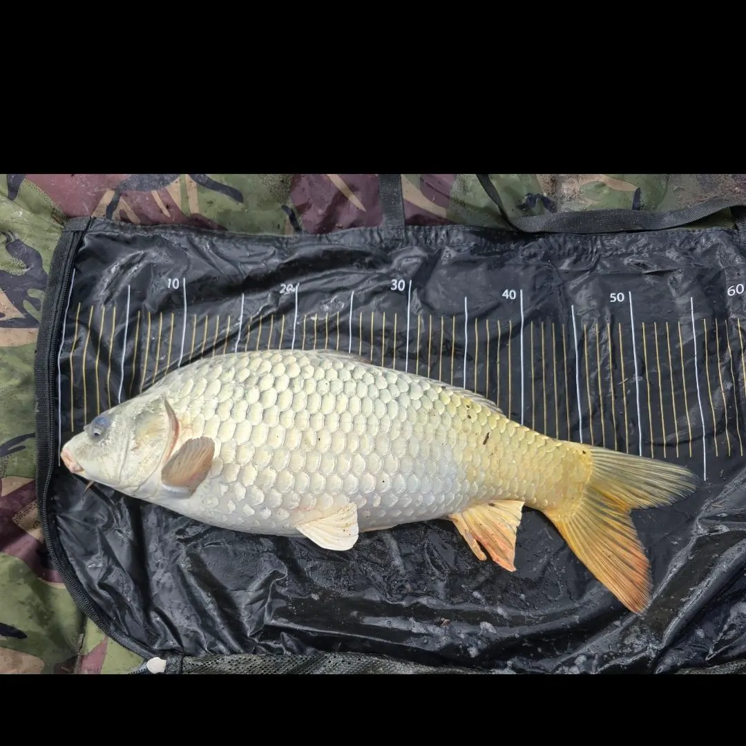 Ghost carp caught on Fishbrain