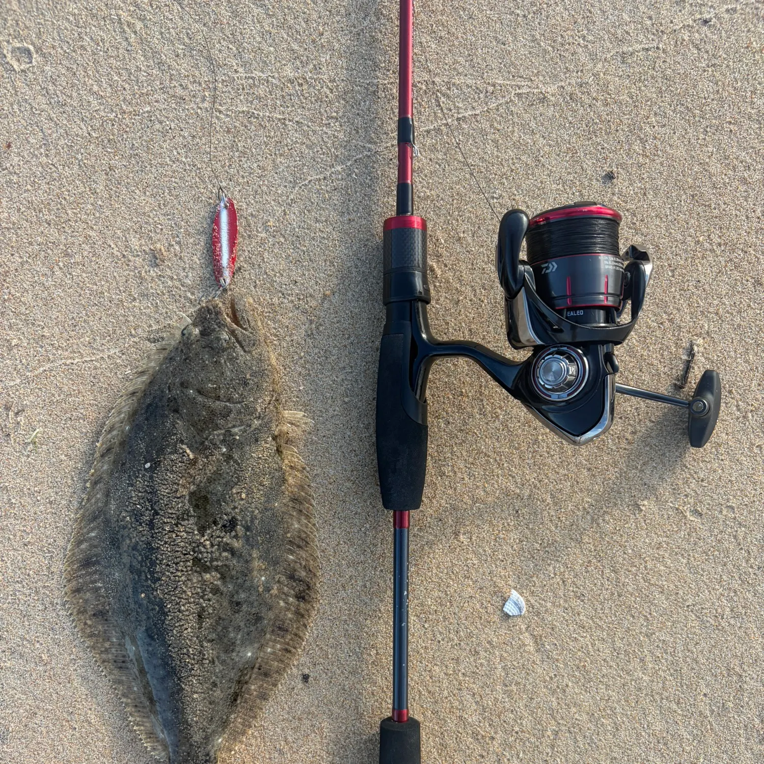 The most recent California halibut catches on Fishbrain