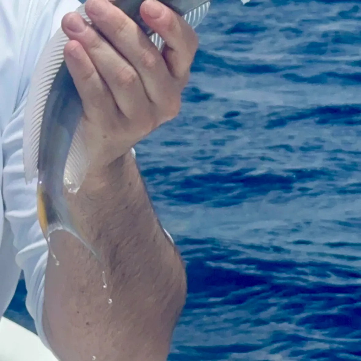 The most recent Sand tilefish catches on Fishbrain
