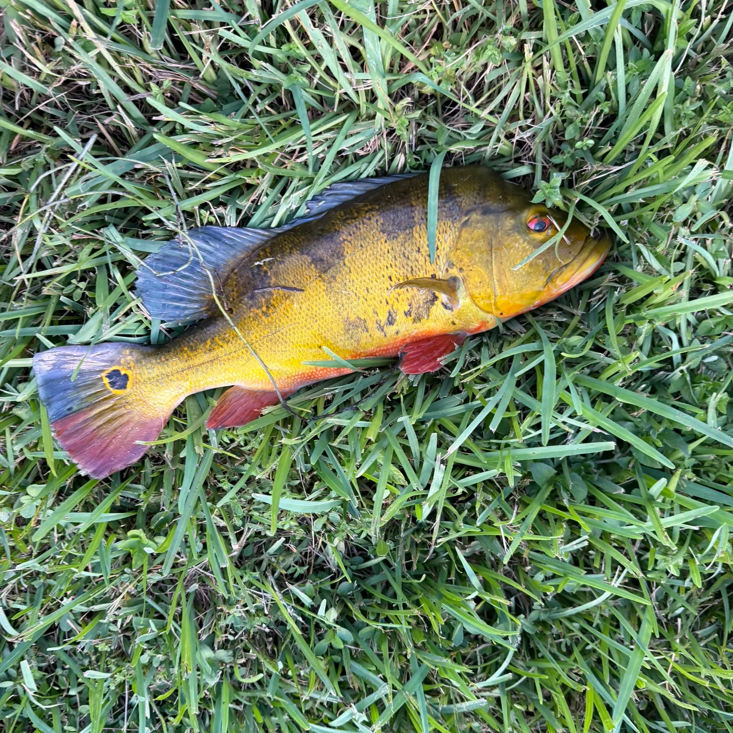 Fish caught on Fishbrain