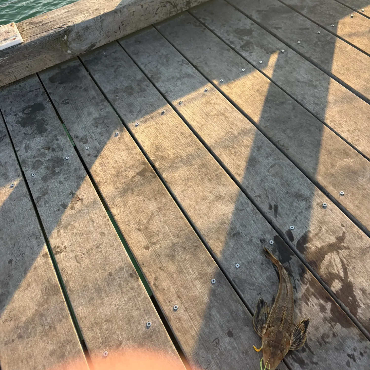 The most recent Striped searobin catches on Fishbrain