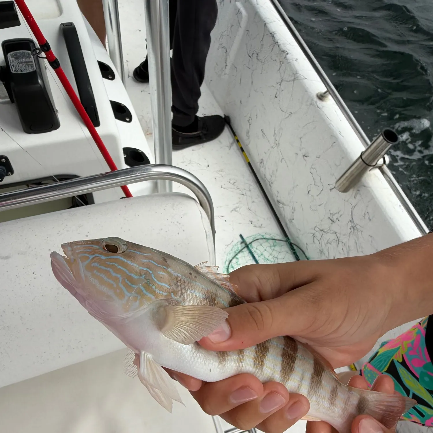 Sand perch caught on Fishbrain