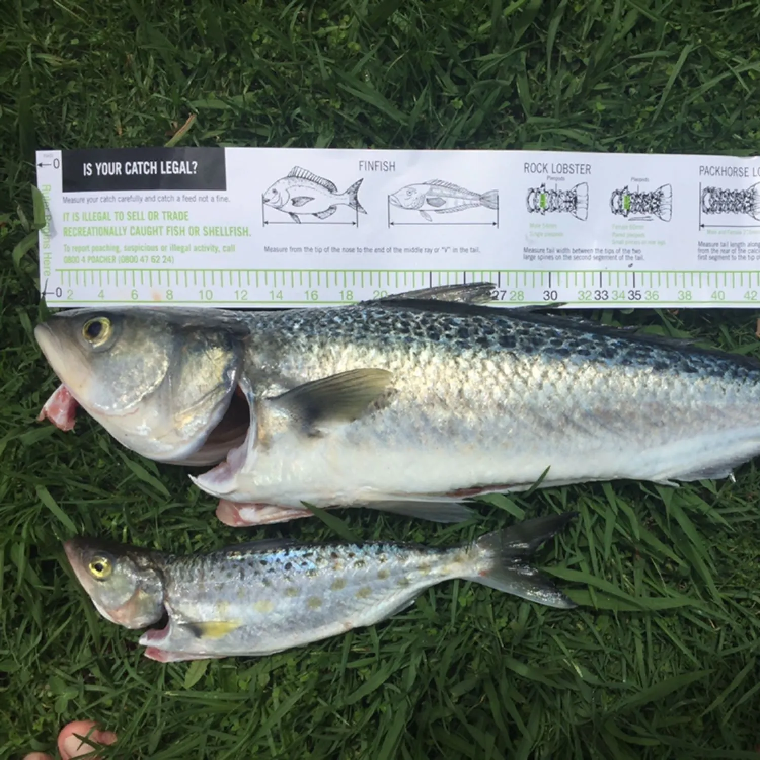 recently logged catches