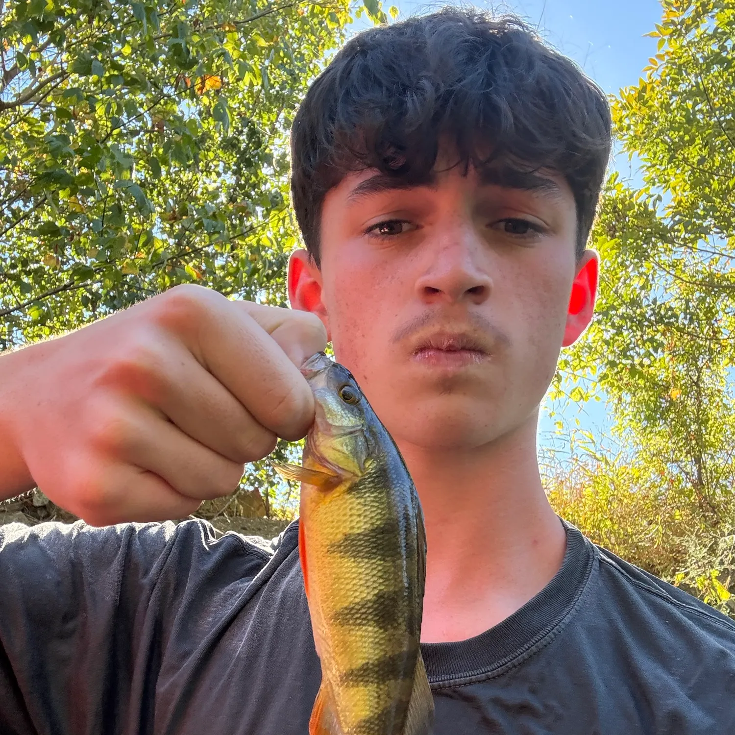 Yellow perch caught on Fishbrain
