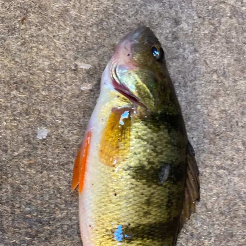 Yellow perch caught on Fishbrain