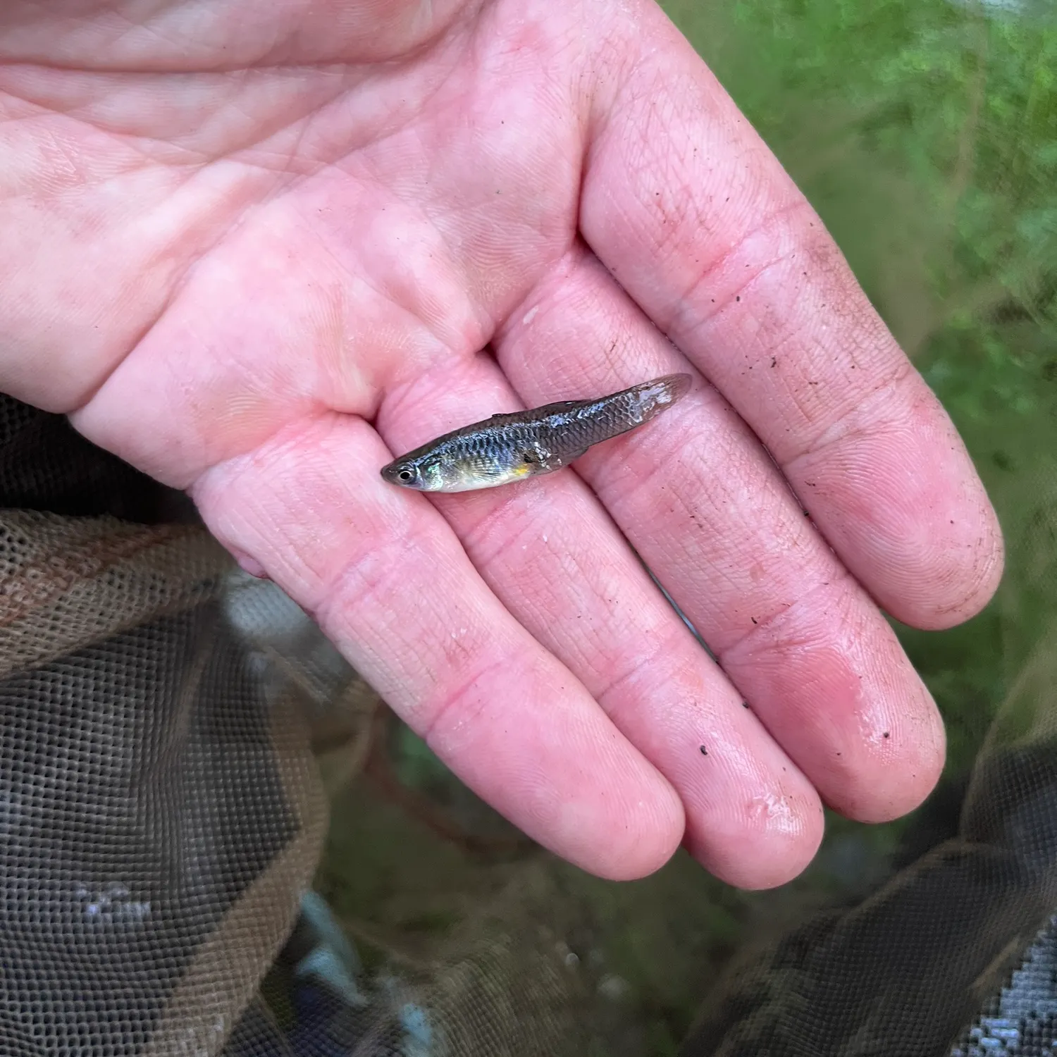 Eastern mosquitofish caught on Fishbrain