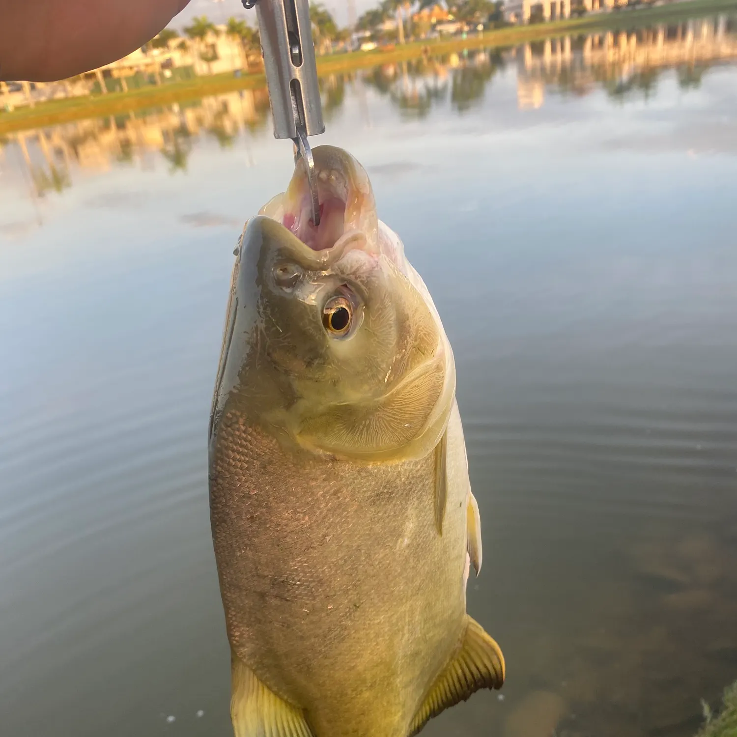 The most recent Small-scaled pacu catches on Fishbrain