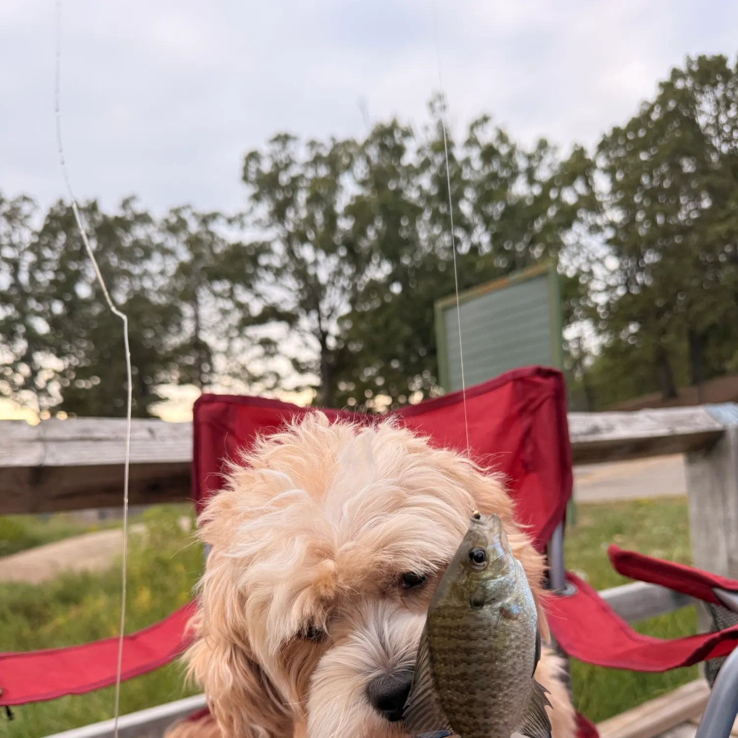 White crappie caught on Fishbrain