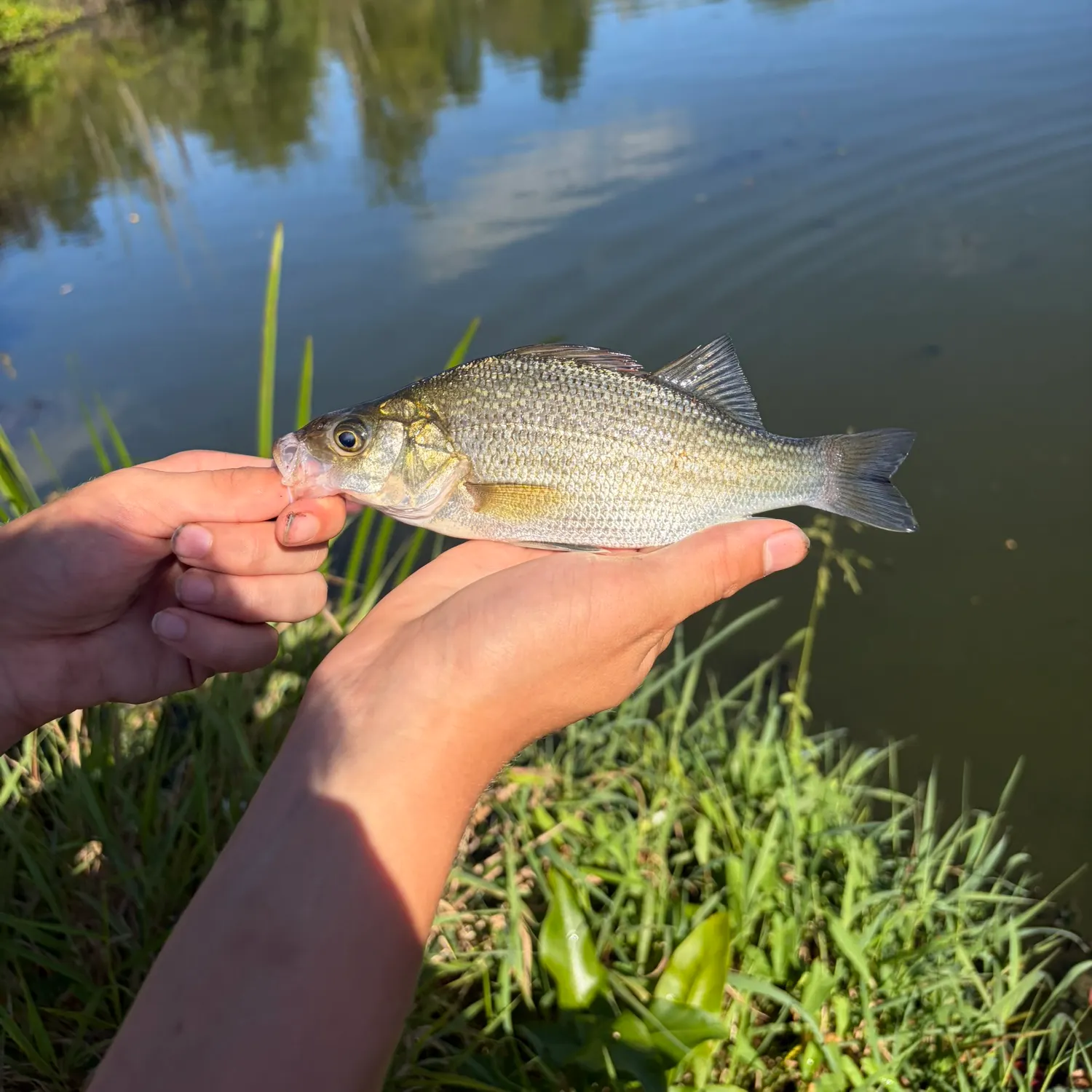 White perch caught on Fishbrain