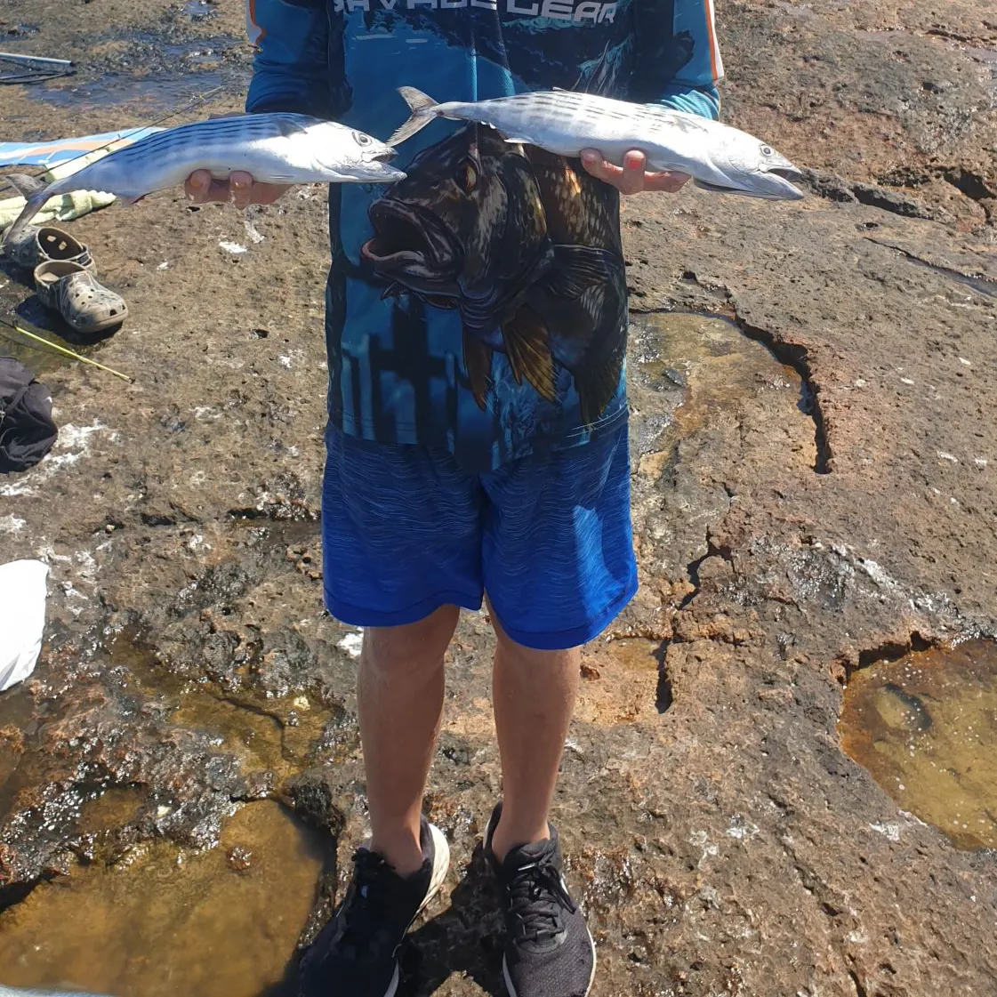 The most recent Australian bonito catches on Fishbrain
