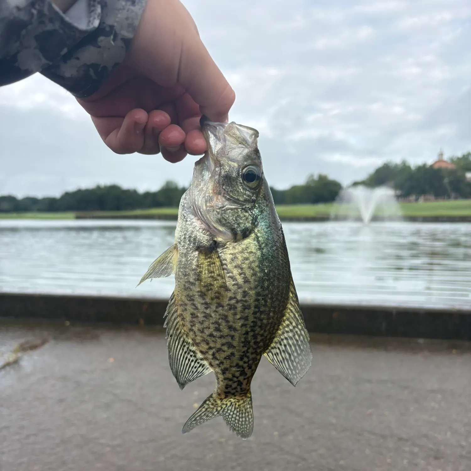 Black crappie caught on Fishbrain