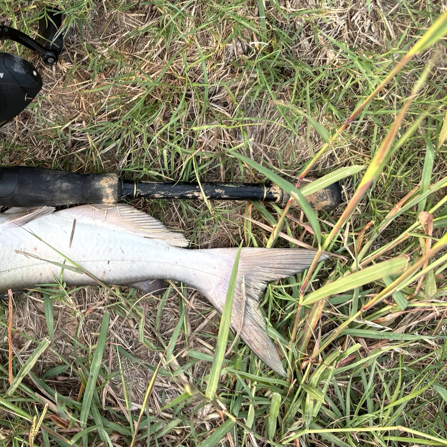 Channel catfish caught on Fishbrain