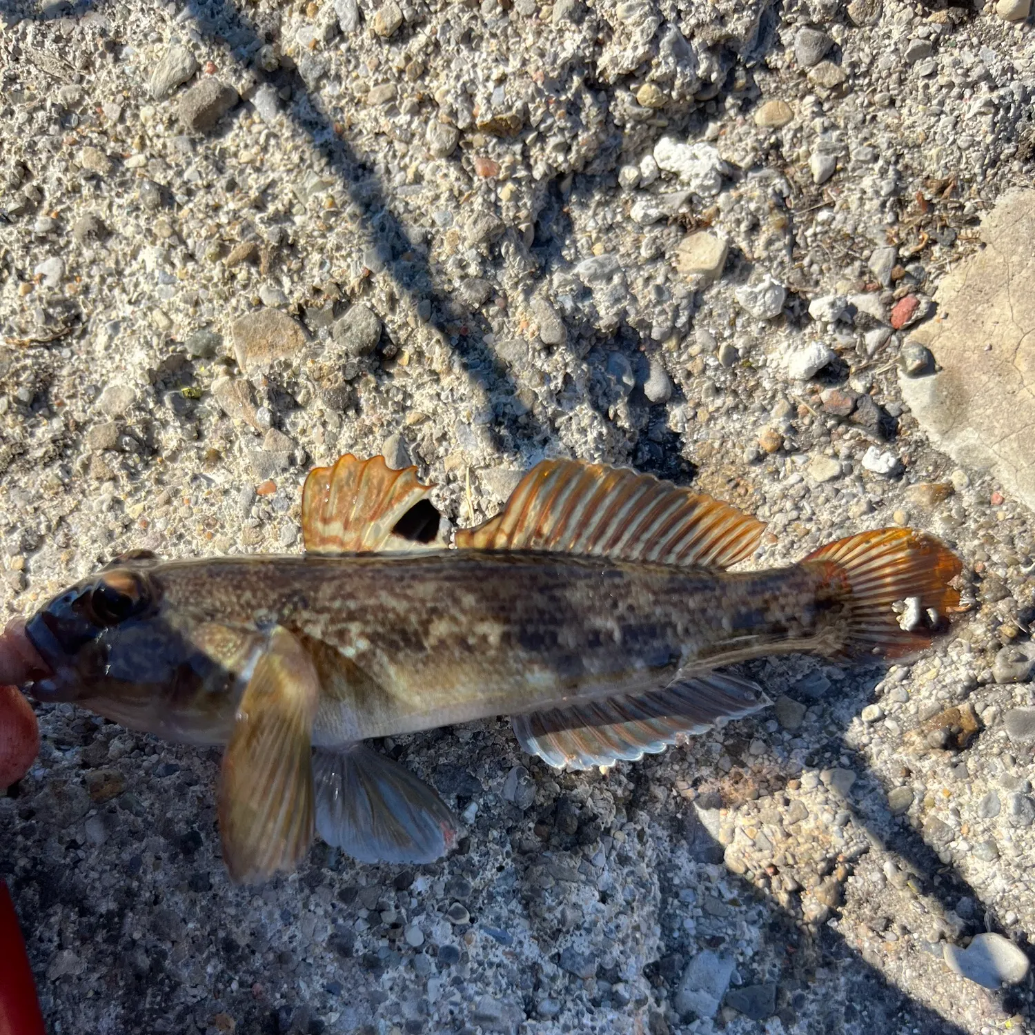 Round goby caught on Fishbrain