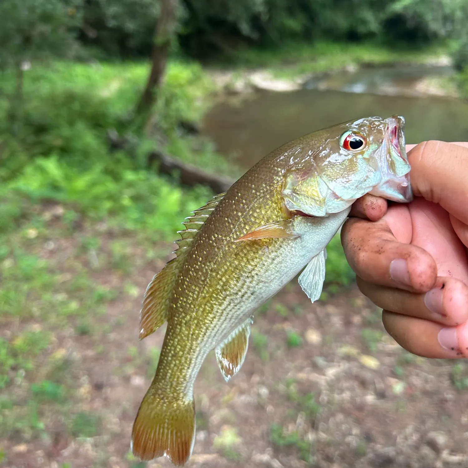 The most recent Redeye bass catches on Fishbrain