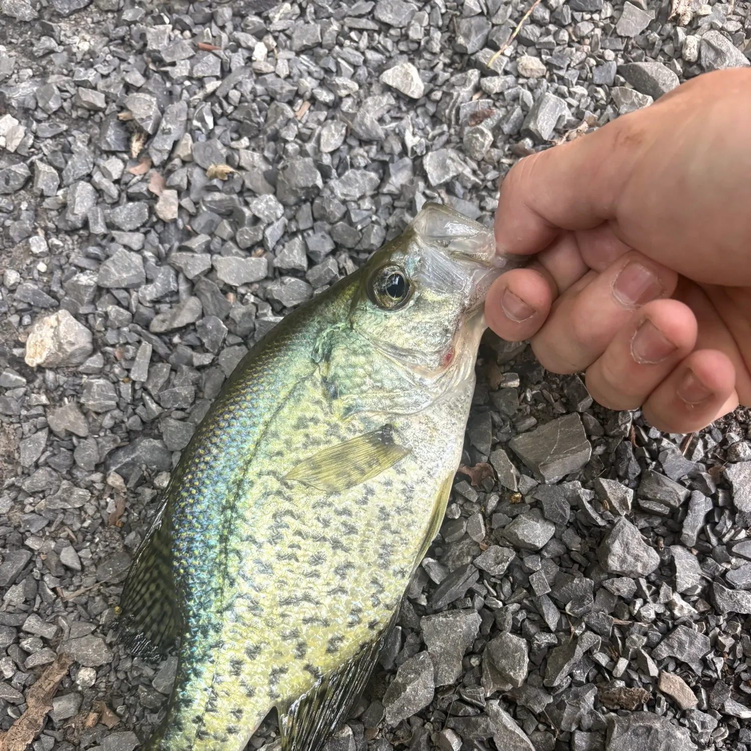 Black crappie caught on Fishbrain