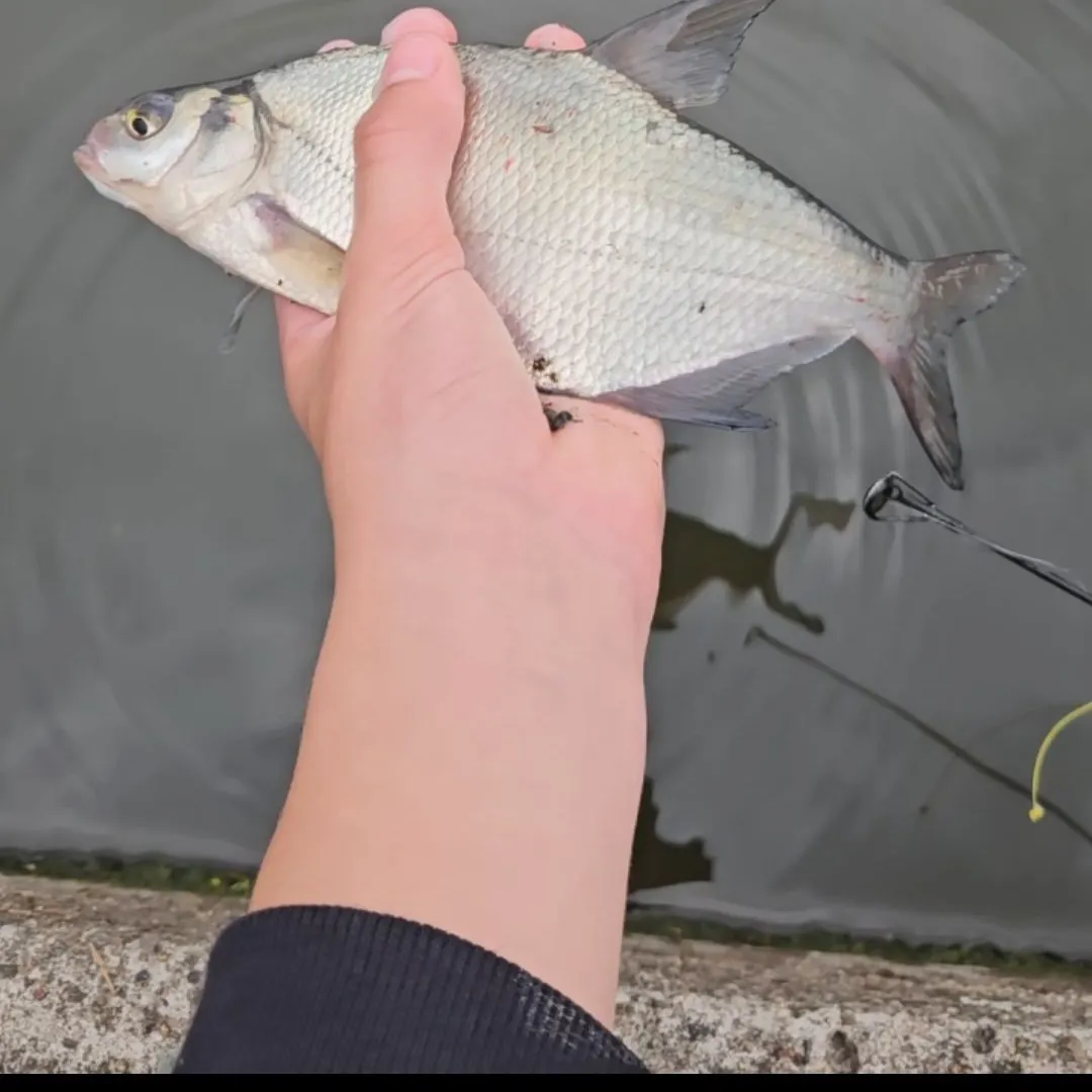 Common bream caught on Fishbrain