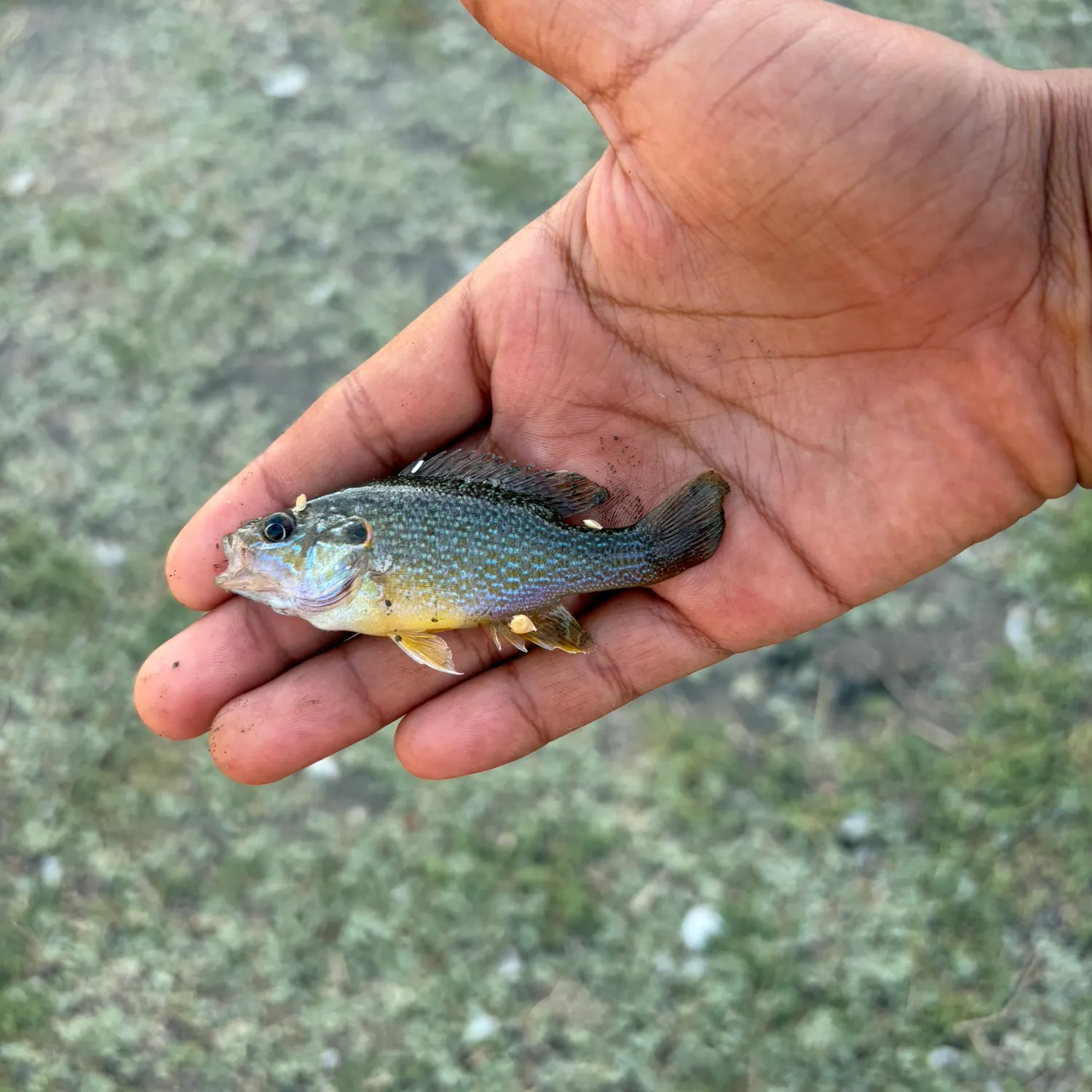 Green sunfish caught on Fishbrain