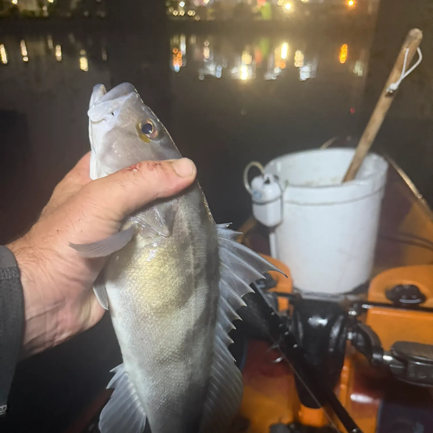 Barred sand bass caught on Fishbrain