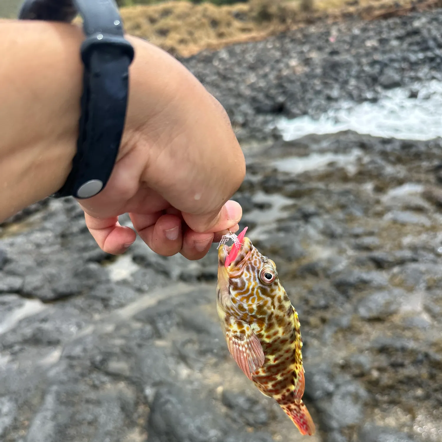 The most recent Stocky hawkfish catches on Fishbrain