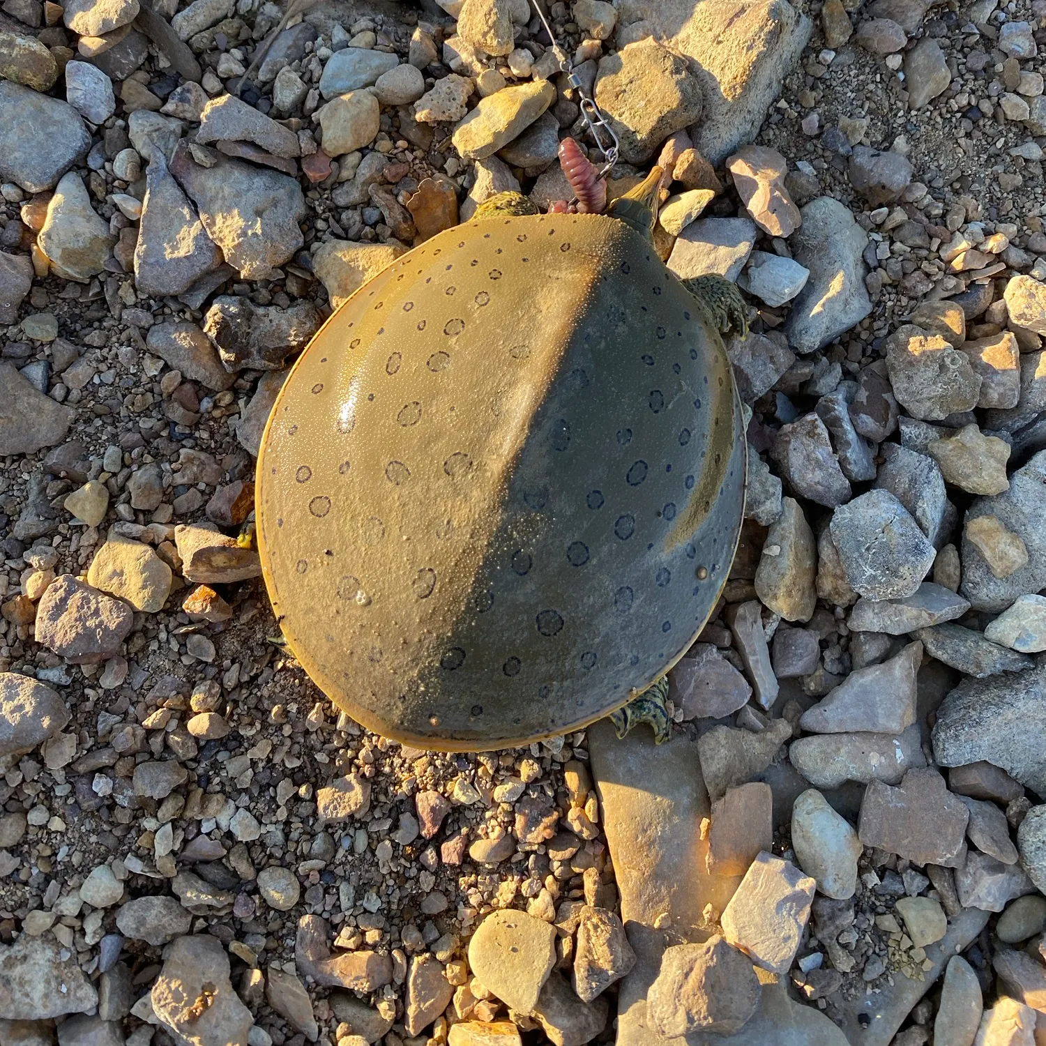 Spiny softshell turtle caught on Fishbrain