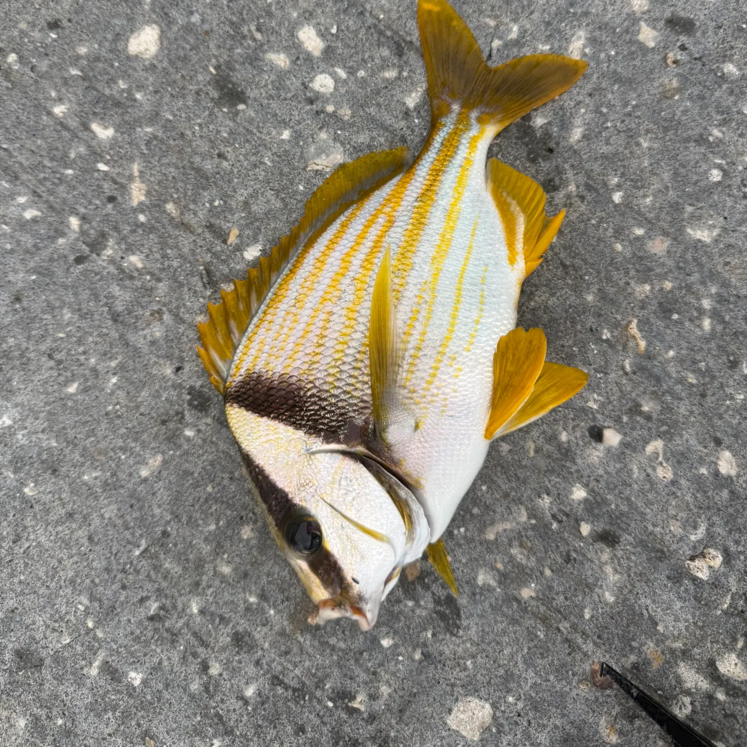 Atlantic porkfish caught on Fishbrain