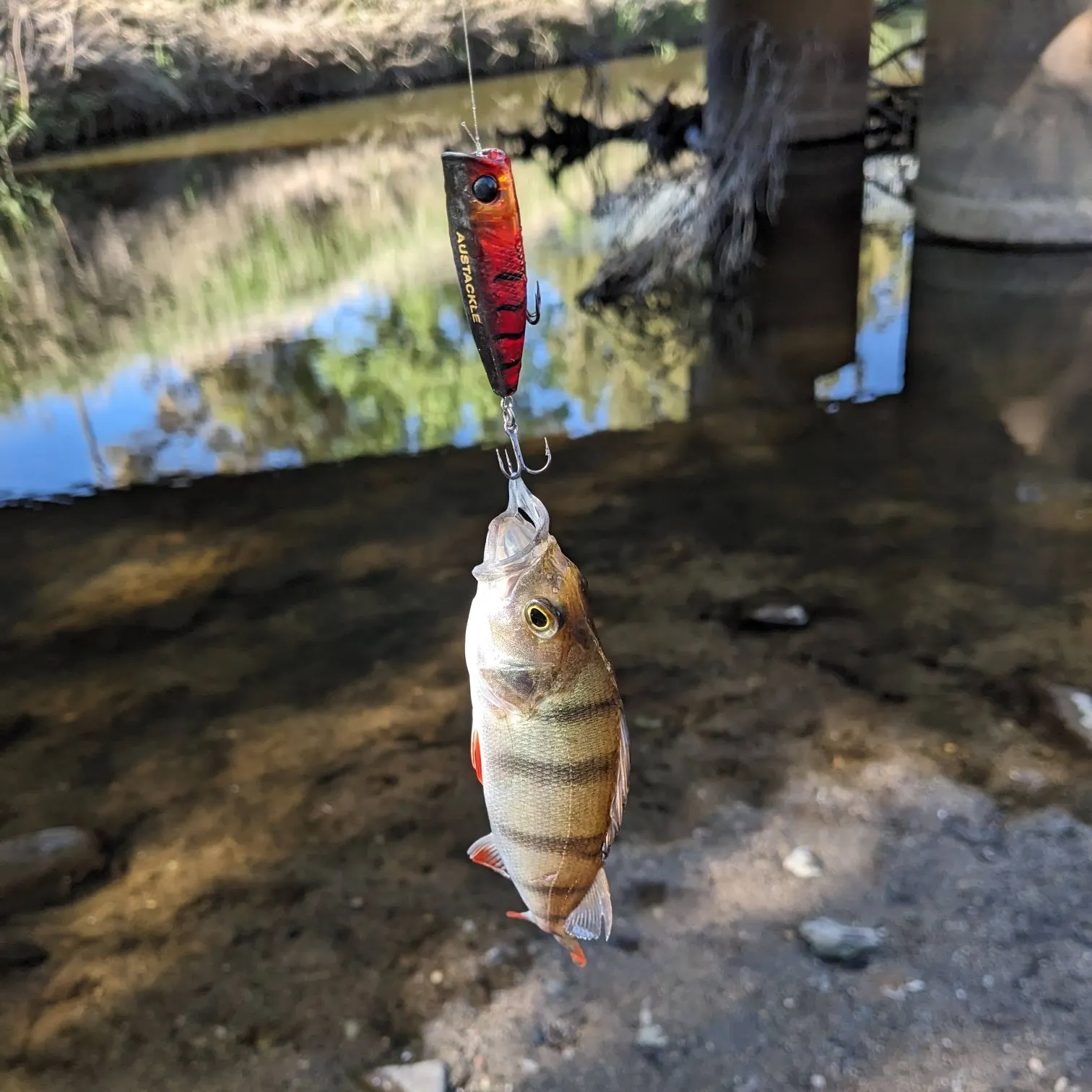 European perch caught on Fishbrain