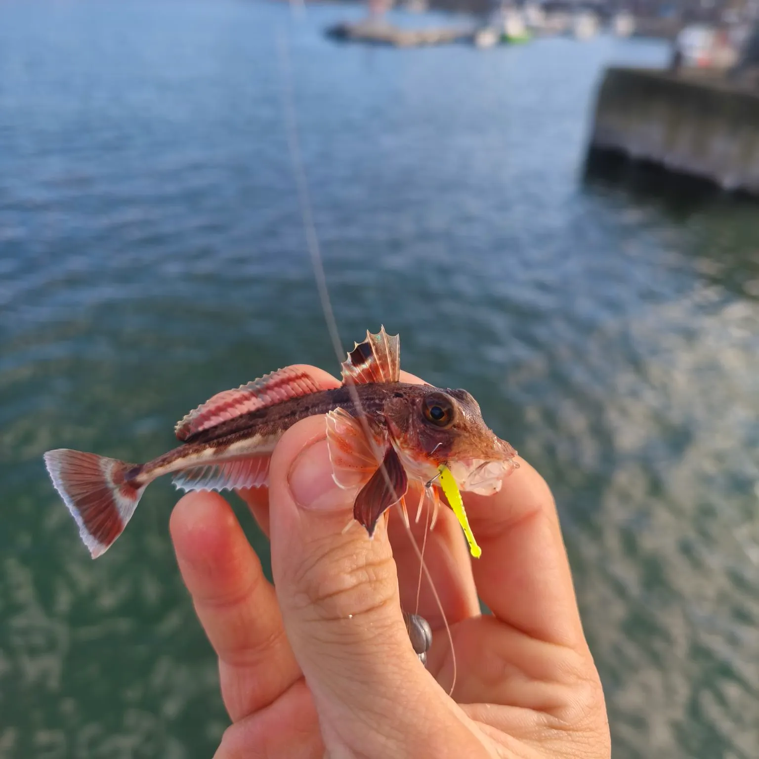 The most recent Grey gurnard catches on Fishbrain