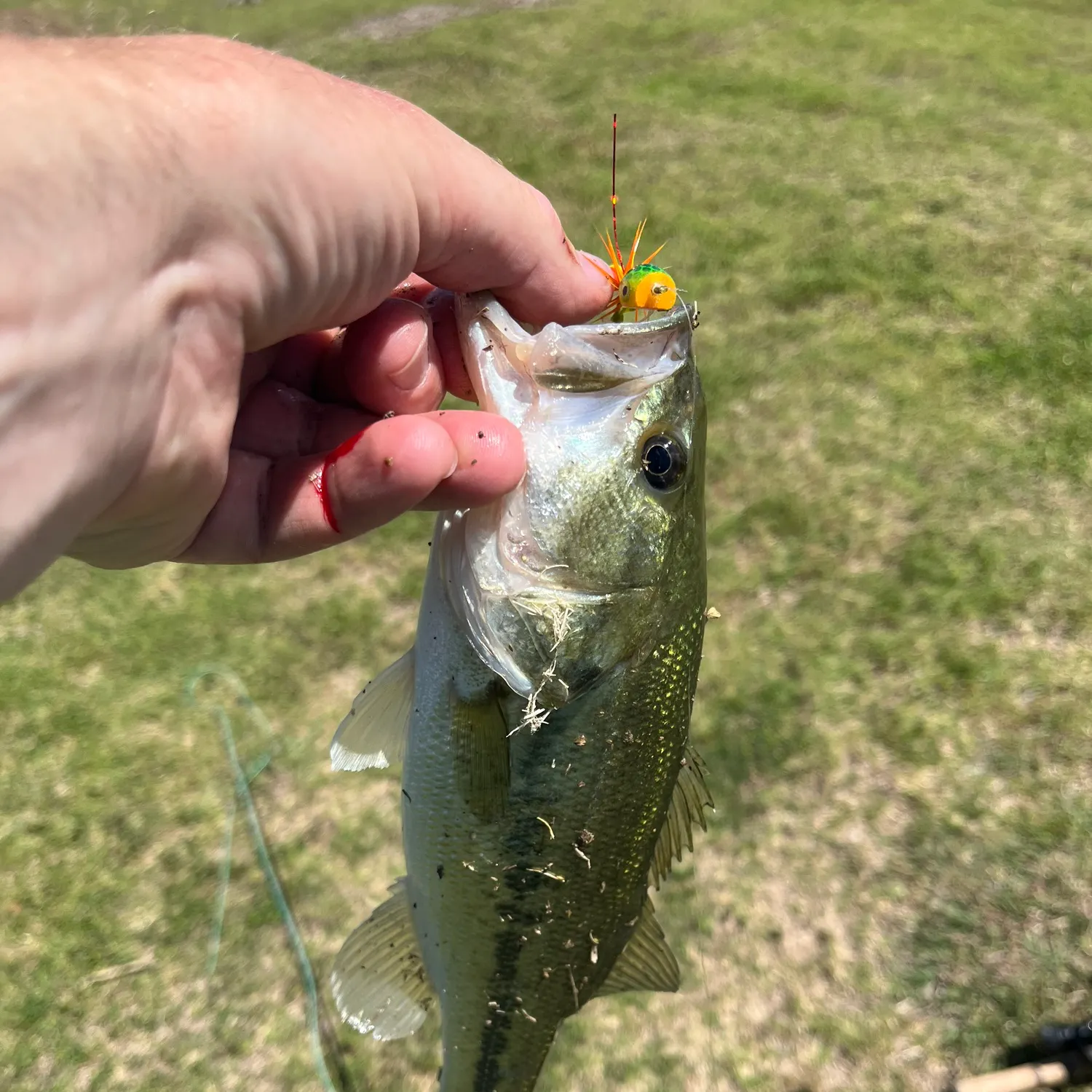 angler catch