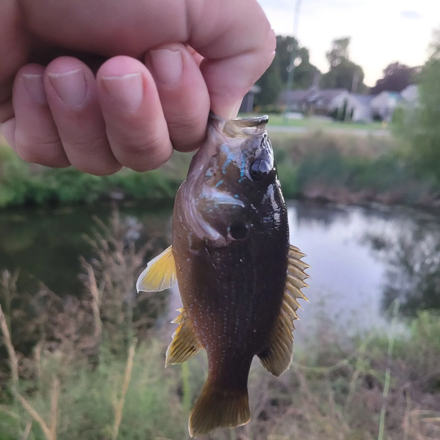 Green sunfish caught on Fishbrain