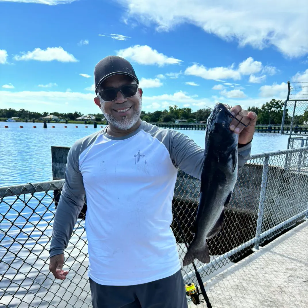 Channel catfish caught on Fishbrain