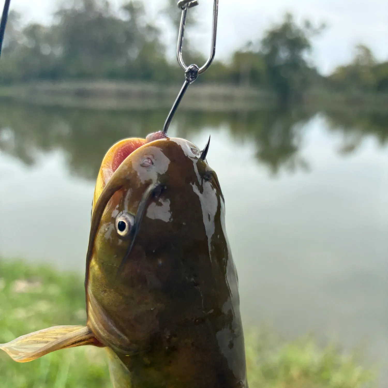 Yellow bullhead caught on Fishbrain